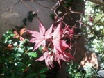 Red Japanese Maple