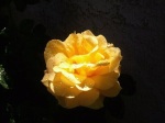 My Yellow Rose